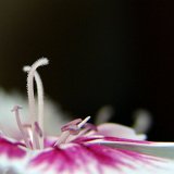 Next image